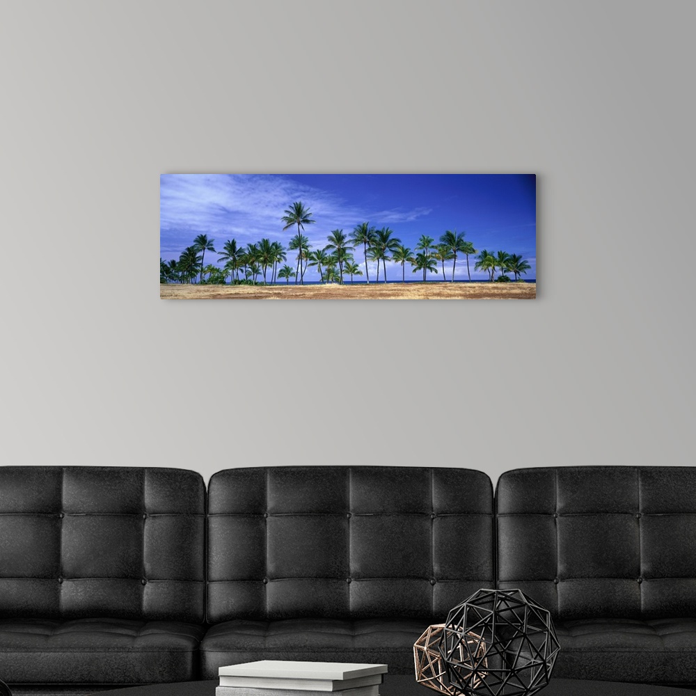 A modern room featuring Panoramic of a row of palm trees lined up along the shore of Hawaii.