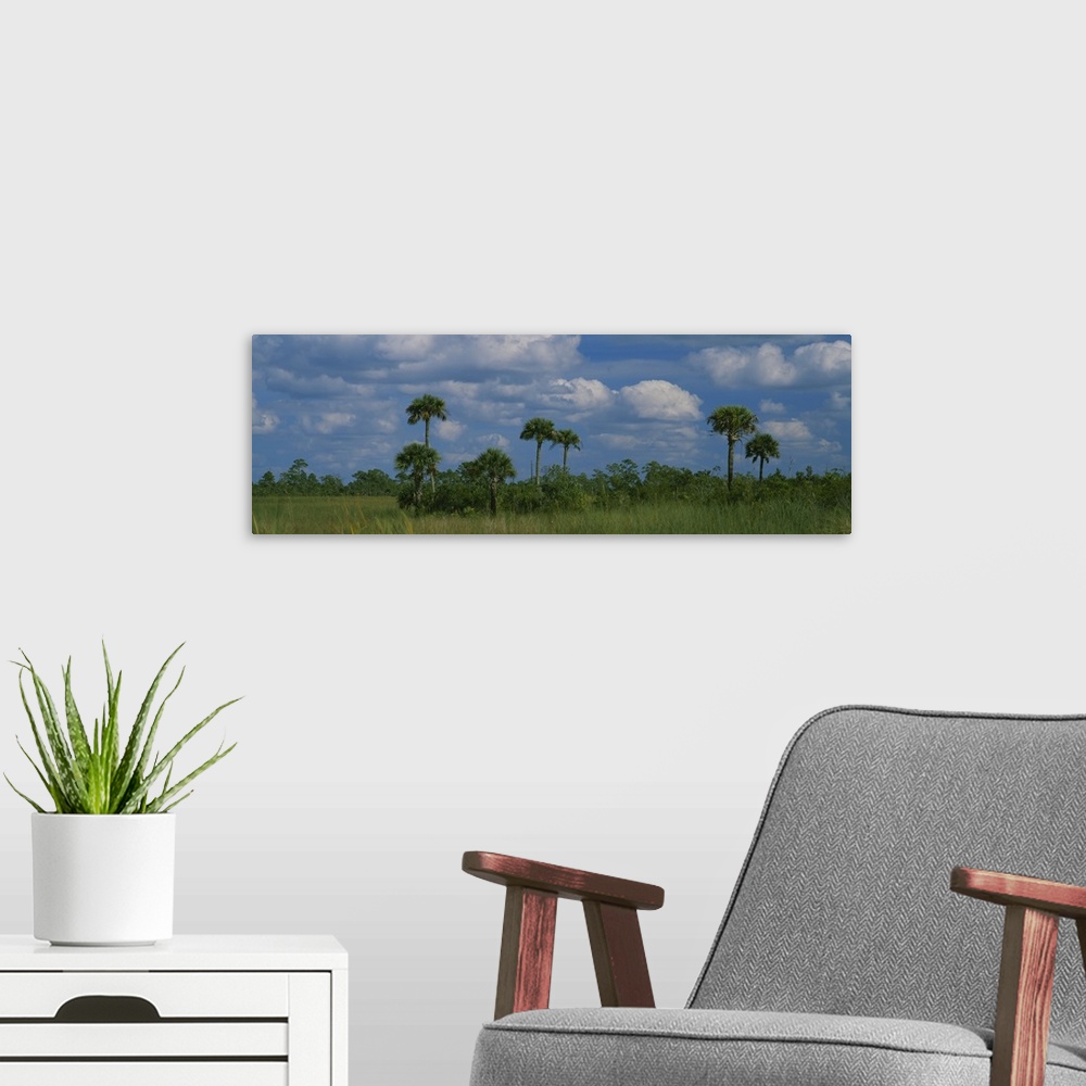 A modern room featuring Palm trees on a landscape, Big Cypress Swamp National Preserve, Everglades National Park, Florida