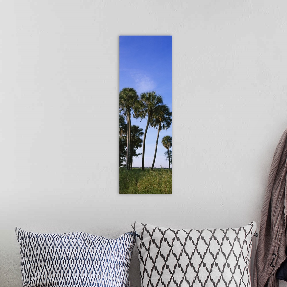 A bohemian room featuring Palm trees on a landscape, Myakka River State Park, Sarasota, Florida