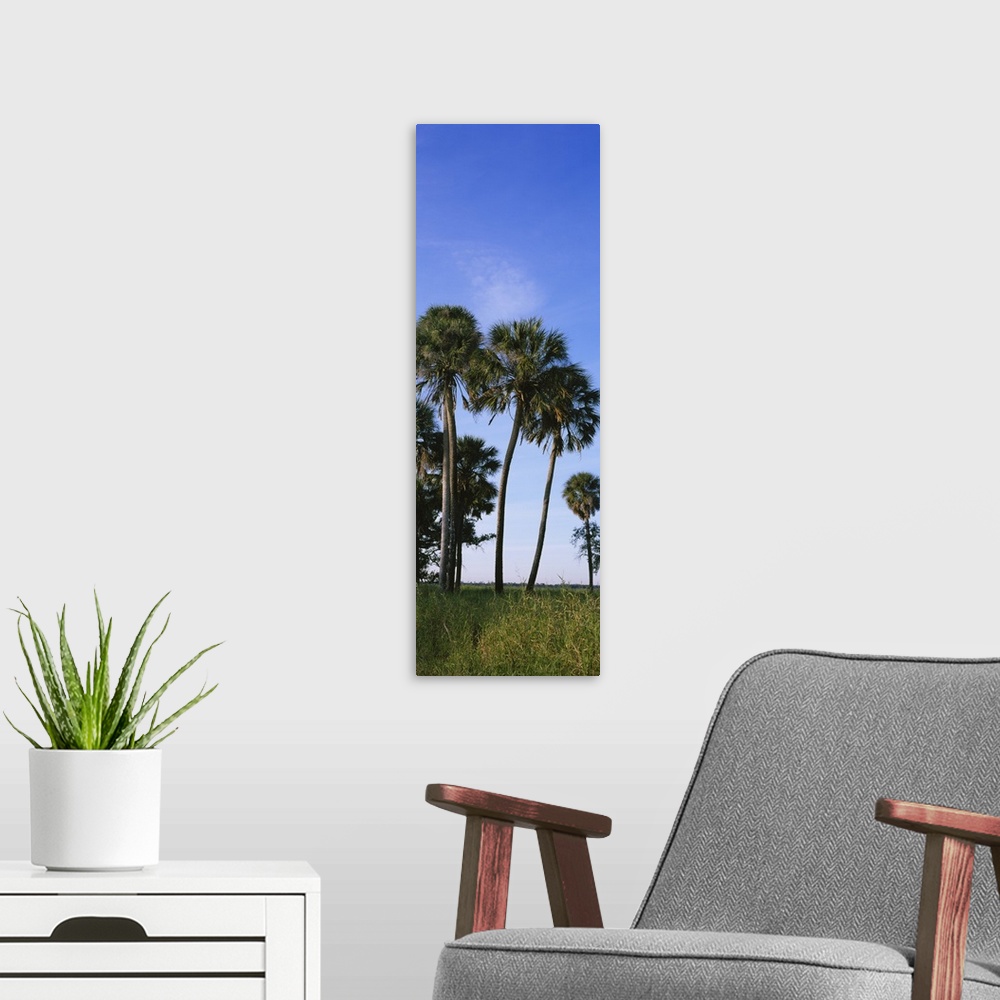 A modern room featuring Palm trees on a landscape, Myakka River State Park, Sarasota, Florida