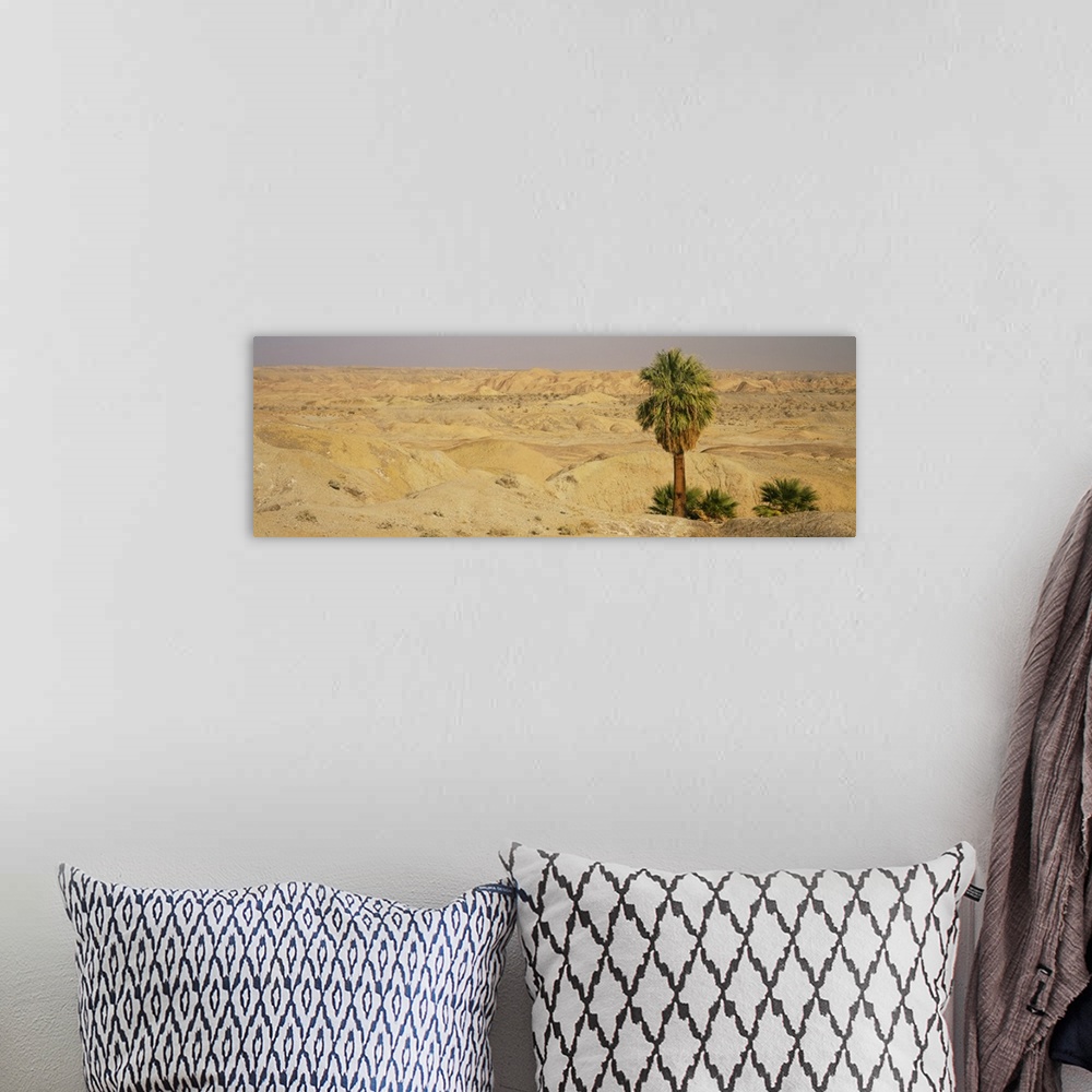 A bohemian room featuring Palm trees on an arid landscape, Anza Borrego Desert State Park, California