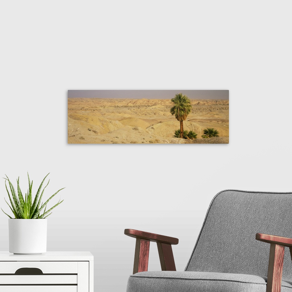 A modern room featuring Palm trees on an arid landscape, Anza Borrego Desert State Park, California