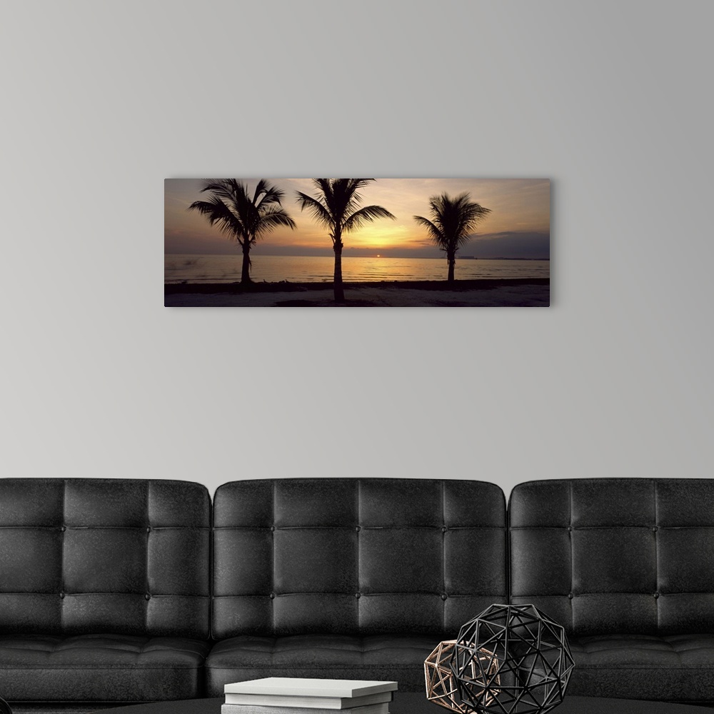 A modern room featuring Palm trees on the beach at dusk, Miami, Miami-Dade County, Florida