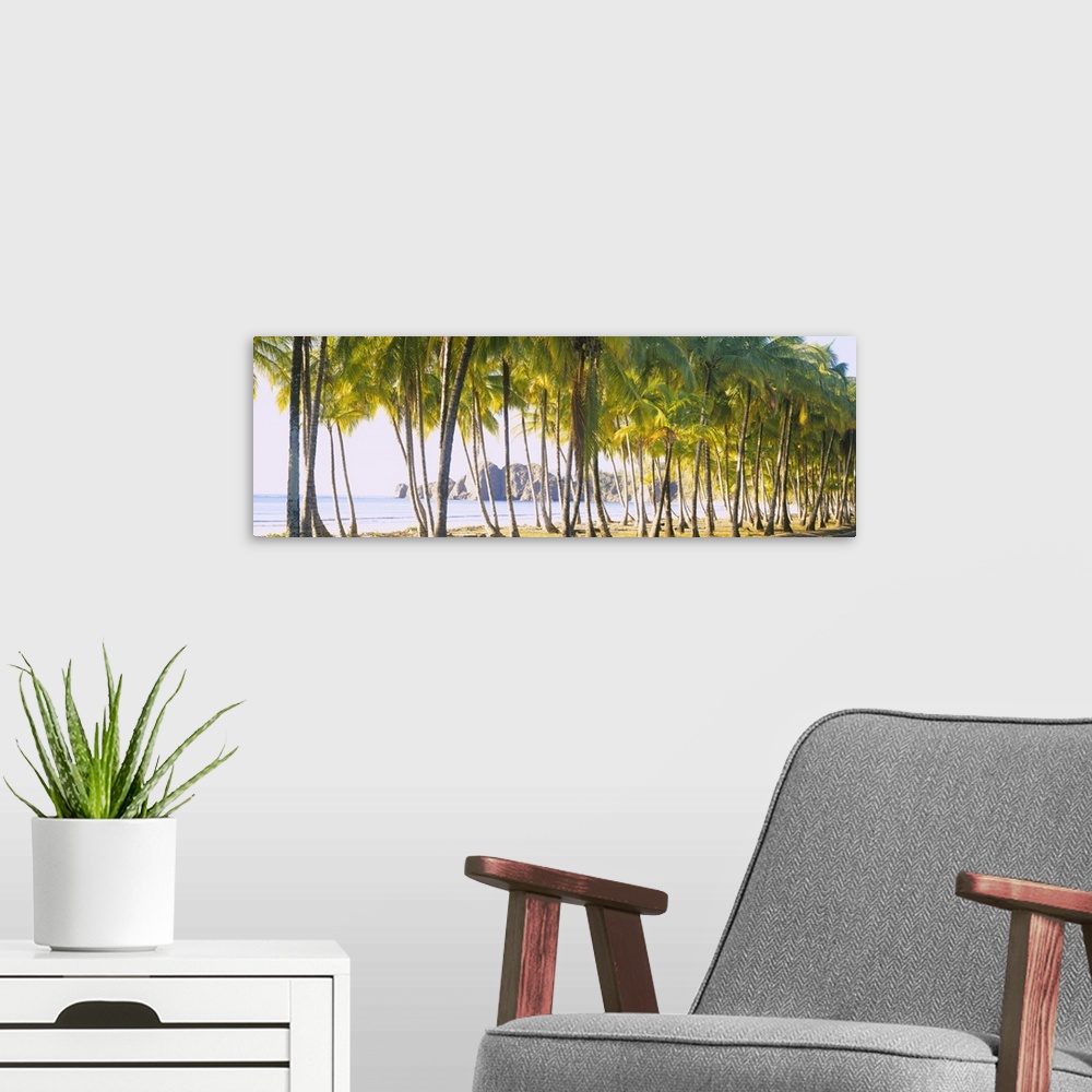 A modern room featuring Palm trees on the beach, Carrillo Beach, Nicoya Peninsula, Guanacaste Province, Costa Rica