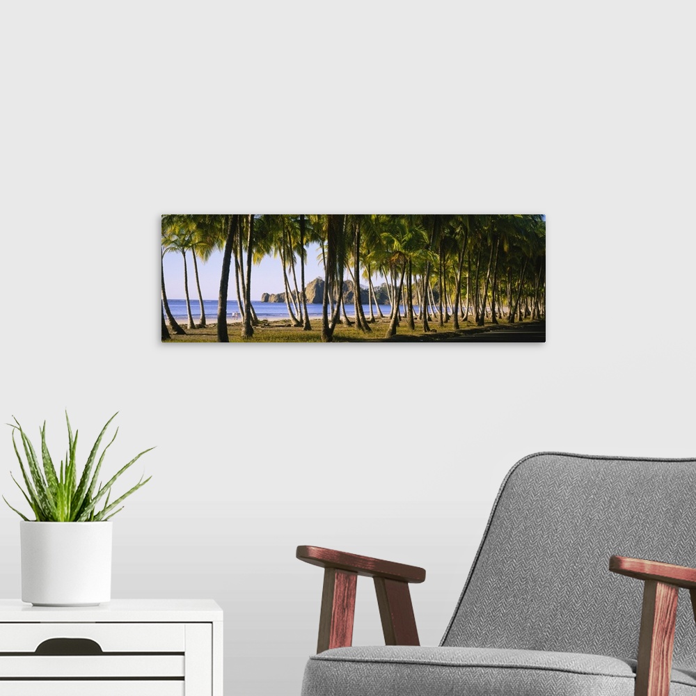 A modern room featuring A picture is taken through a grouping of palm trees looking out toward the ocean and cliffs that ...