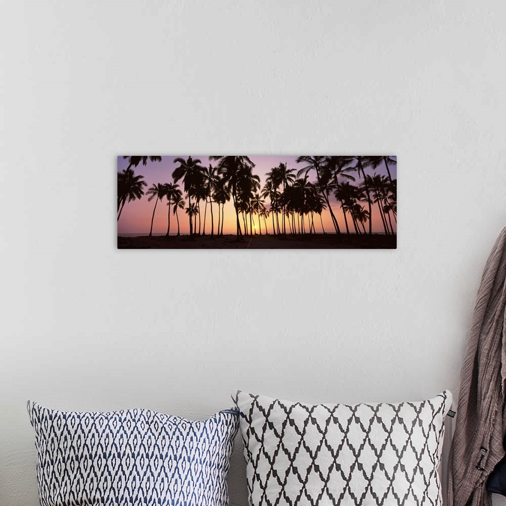 A bohemian room featuring Panoramic picture taken during sun down of palm trees that stand on a beach.