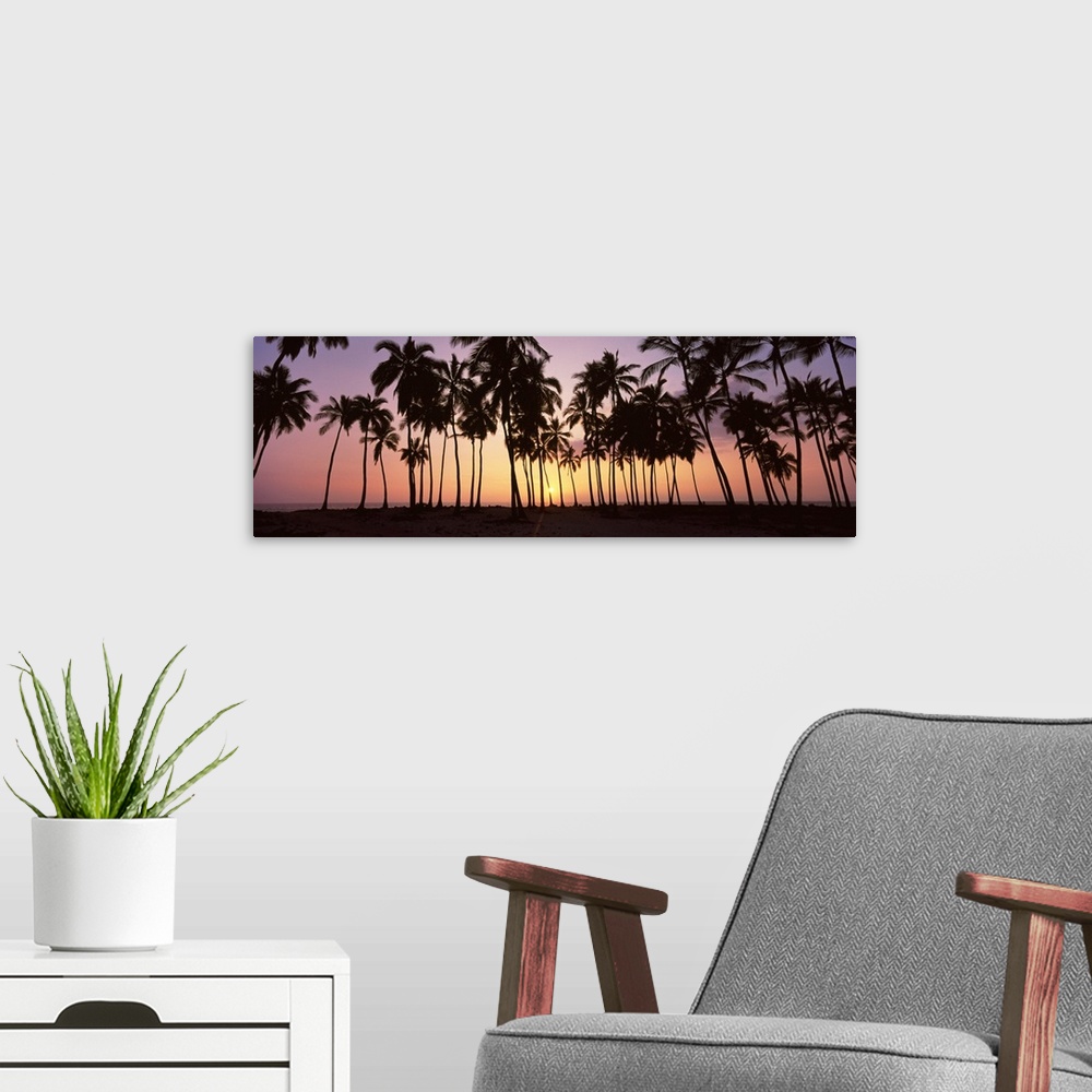 A modern room featuring Panoramic picture taken during sun down of palm trees that stand on a beach.