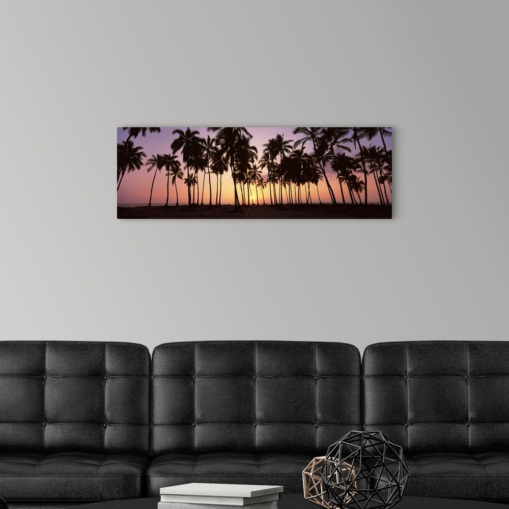 A modern room featuring Panoramic picture taken during sun down of palm trees that stand on a beach.