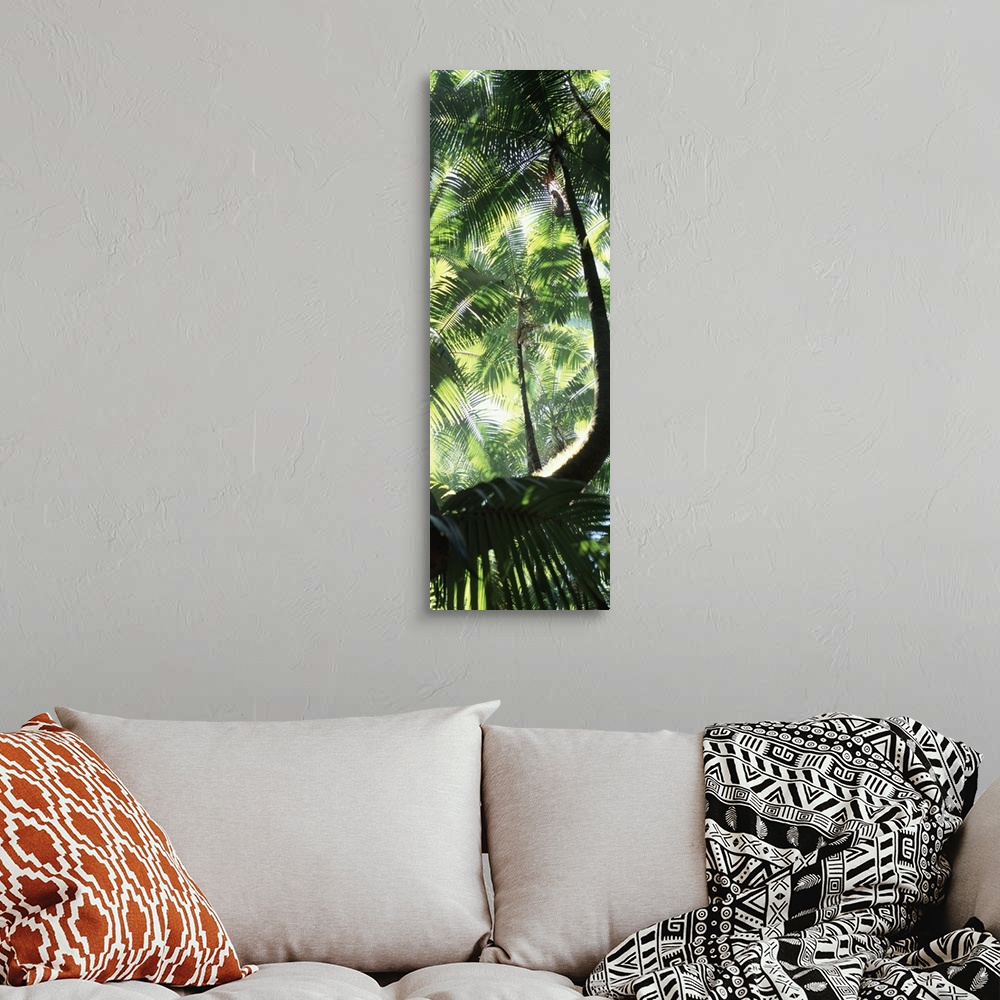 A bohemian room featuring Palm Trees Tropical Botanical Gardens HI