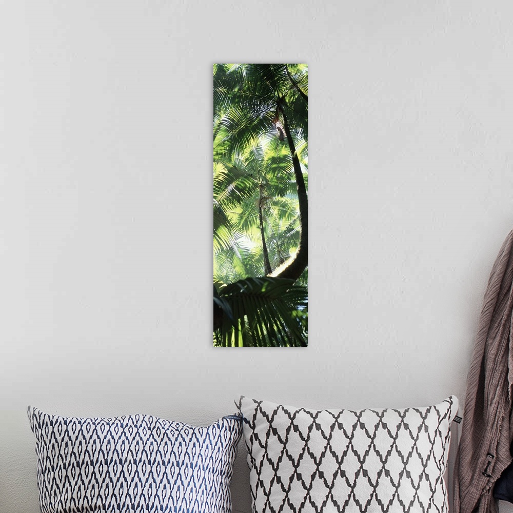 A bohemian room featuring Palm Trees Tropical Botanical Gardens HI