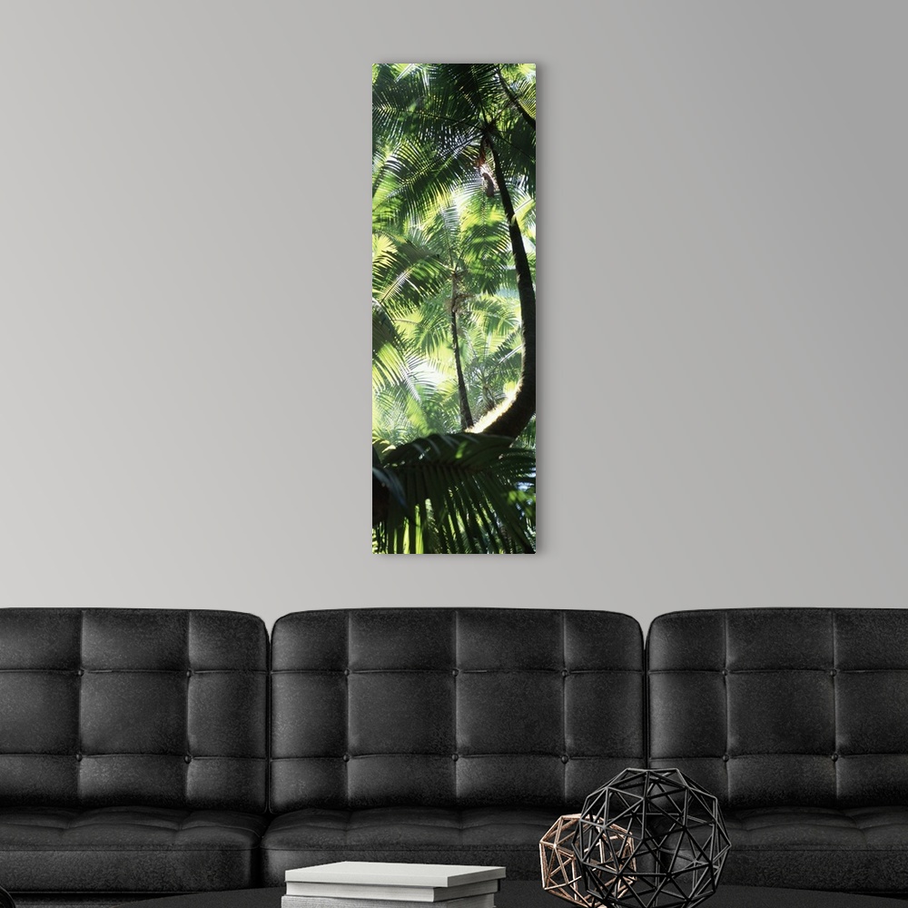 A modern room featuring Palm Trees Tropical Botanical Gardens HI