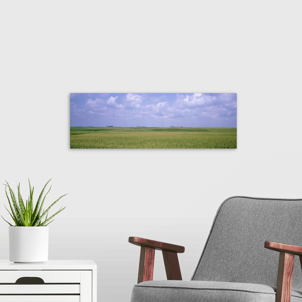 A modern room featuring Giant horizontal photograph of a vast, green cornfield beneath a light blue sky, in Iowa.