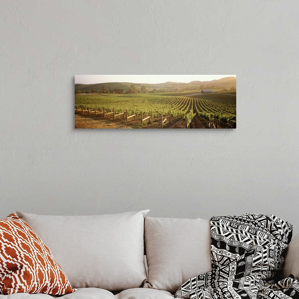 A bohemian room featuring This decorative wall art is a photograph of grapes growing in a field.