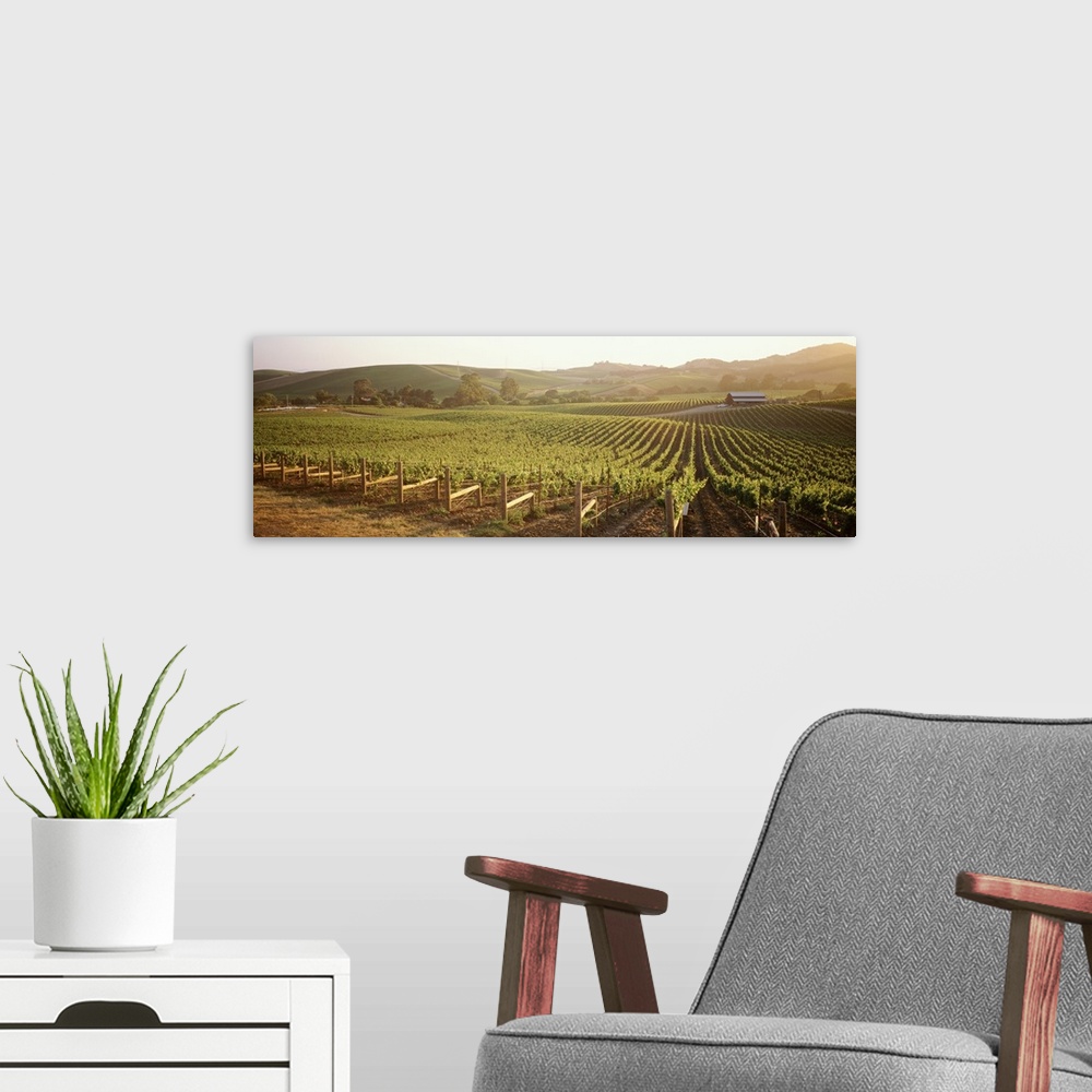 A modern room featuring This decorative wall art is a photograph of grapes growing in a field.