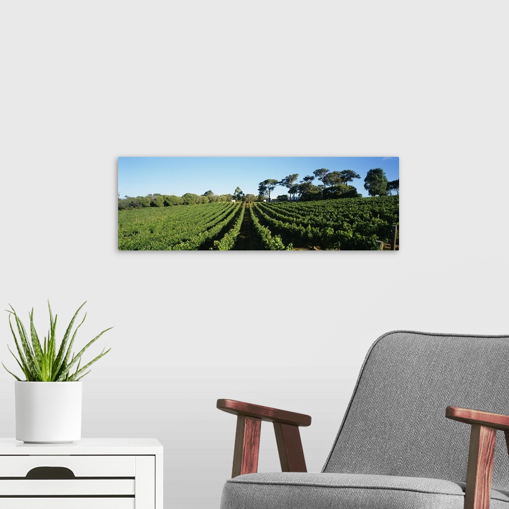 A modern room featuring Panoramic view of vineyards, Margaret River, Western Australia, Australia