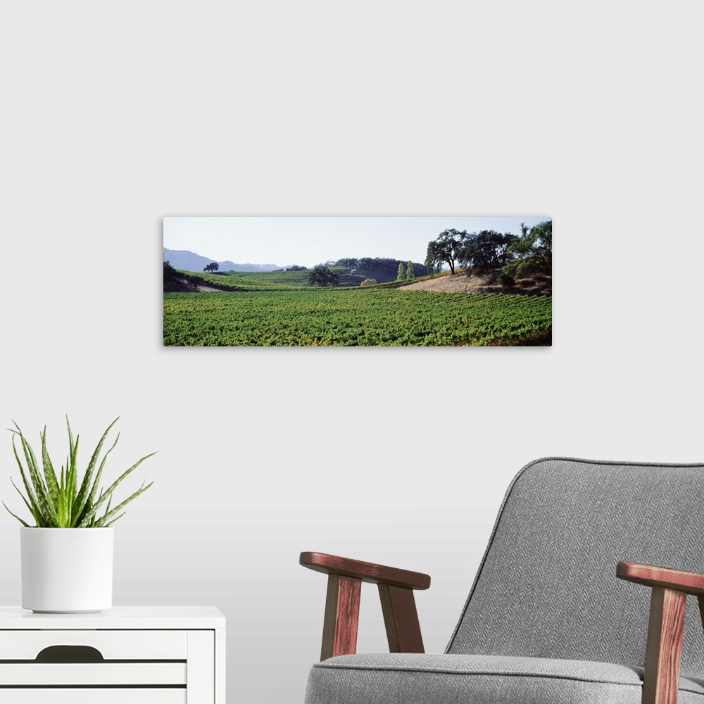 A modern room featuring Panoramic view of vineyards, Napa Valley, California