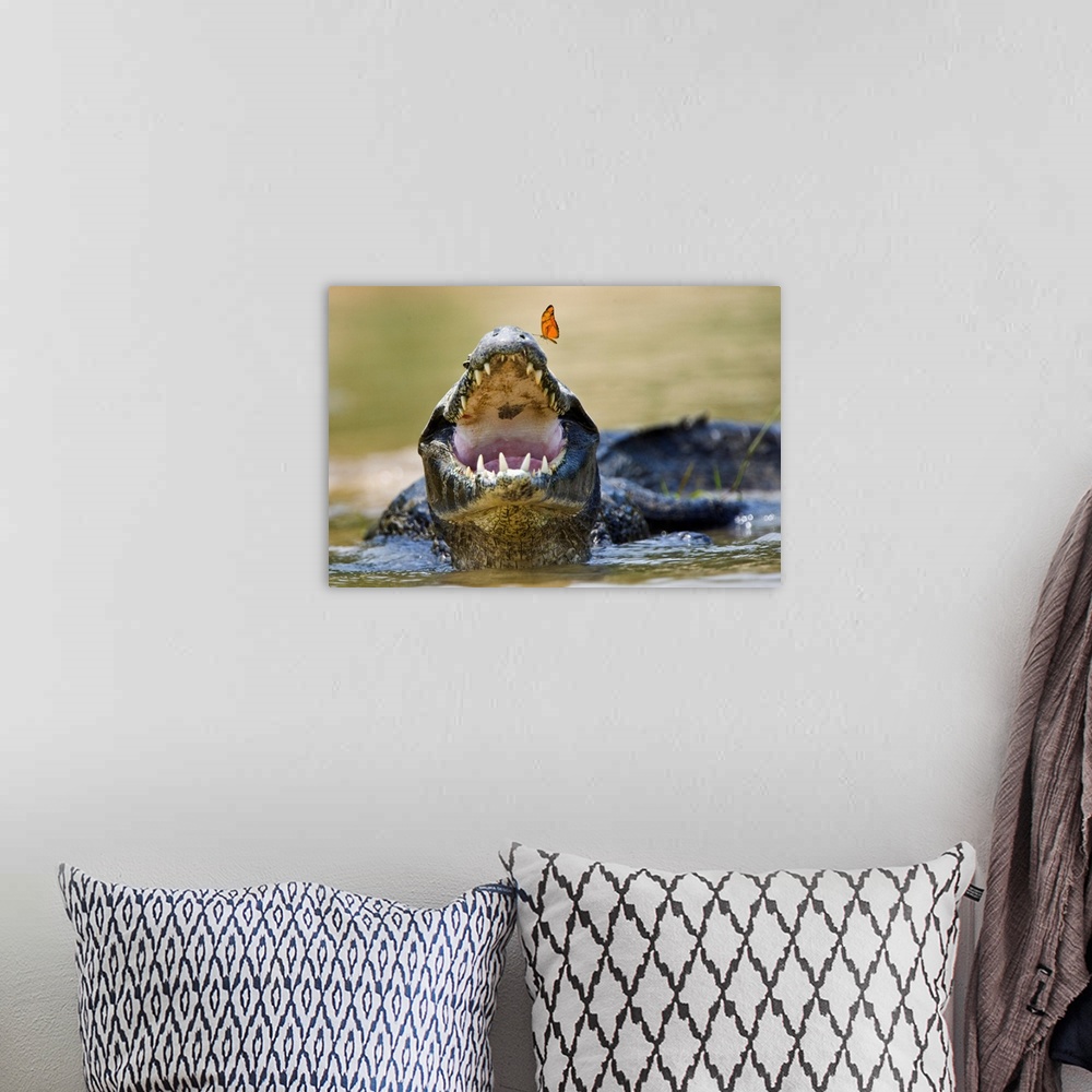 A bohemian room featuring Pantanal caiman with butterfly perched on tip of snout, Brazil