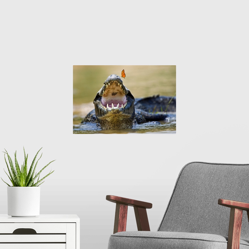 A modern room featuring Pantanal caiman with butterfly perched on tip of snout, Brazil