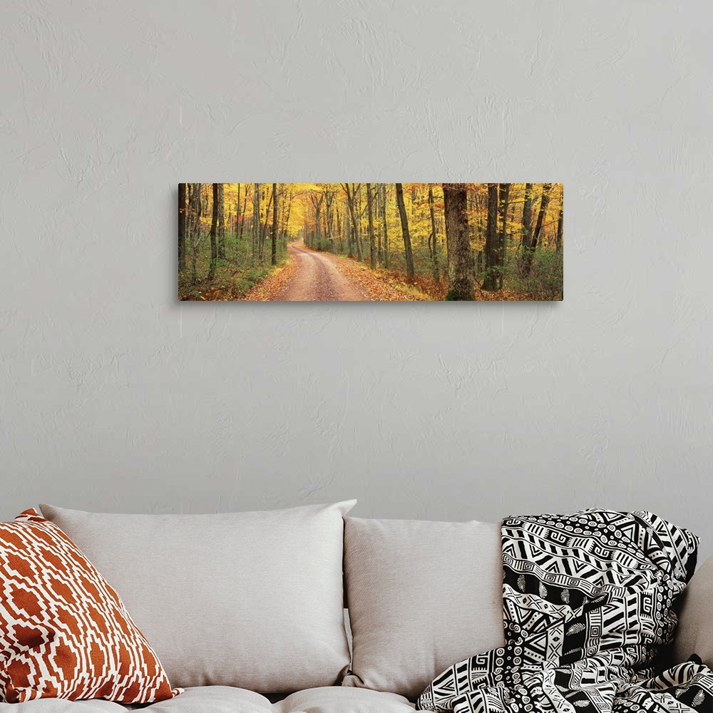 A bohemian room featuring This is a dirt road through an autumn forest on the east coast in this panoramic photograph.