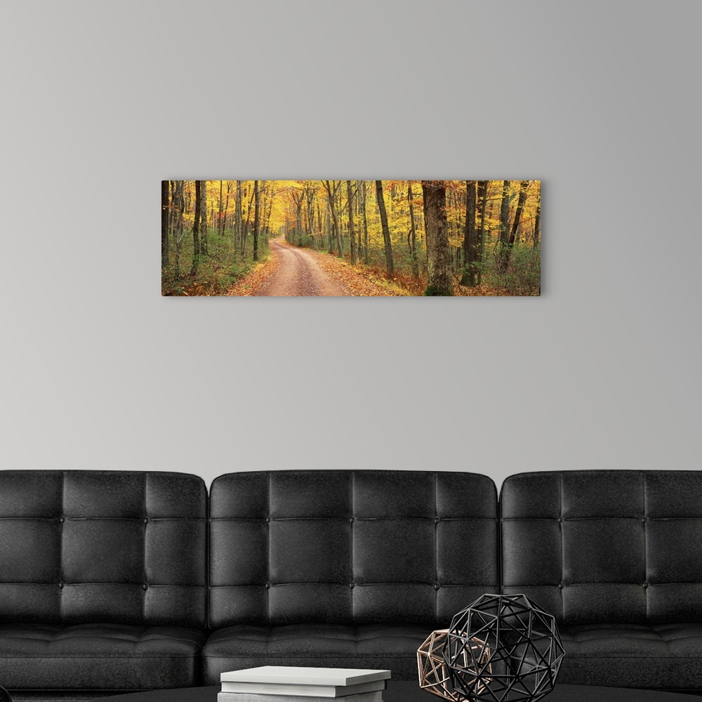A modern room featuring This is a dirt road through an autumn forest on the east coast in this panoramic photograph.