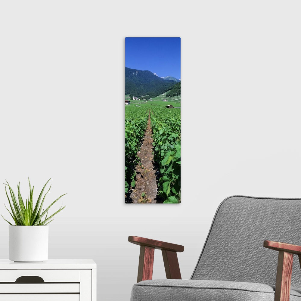 A modern room featuring Path in a vineyard, Valais, Switzerland