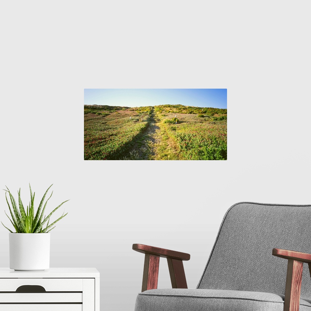A modern room featuring Pathway in a field, Anacapa Island, Channel Islands National Park, Santa Barbara County, Californ...