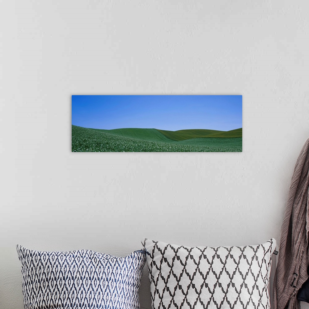A bohemian room featuring Pea field on a rolling landscape, Whitman County, Washington State