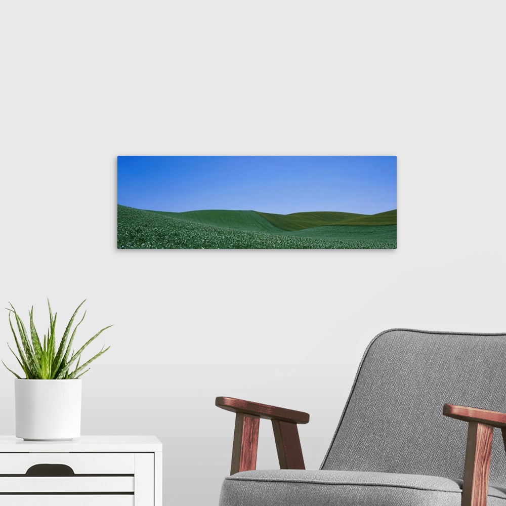 A modern room featuring Pea field on a rolling landscape, Whitman County, Washington State