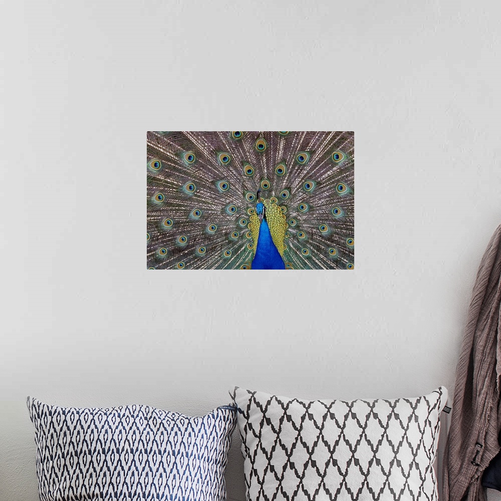 A bohemian room featuring Landscape, large, close up photograph of a peacock with its colorful feathers spread out.