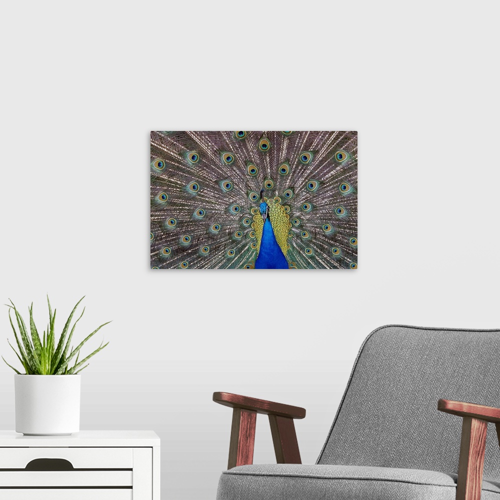 A modern room featuring Landscape, large, close up photograph of a peacock with its colorful feathers spread out.