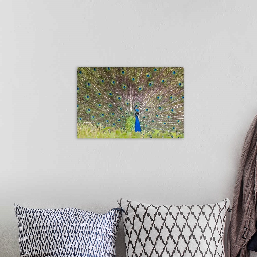 A bohemian room featuring Large, landscape photograph of a vibrant peacock spreading its tail, beyond tall grasses in the f...