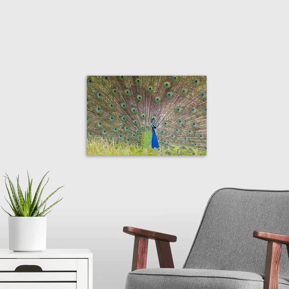 A modern room featuring Large, landscape photograph of a vibrant peacock spreading its tail, beyond tall grasses in the f...