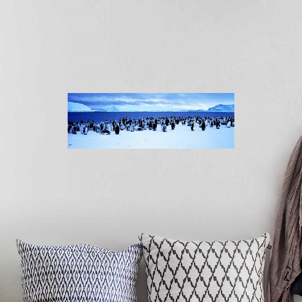 A bohemian room featuring Penguins Cape Darnley Antarctica