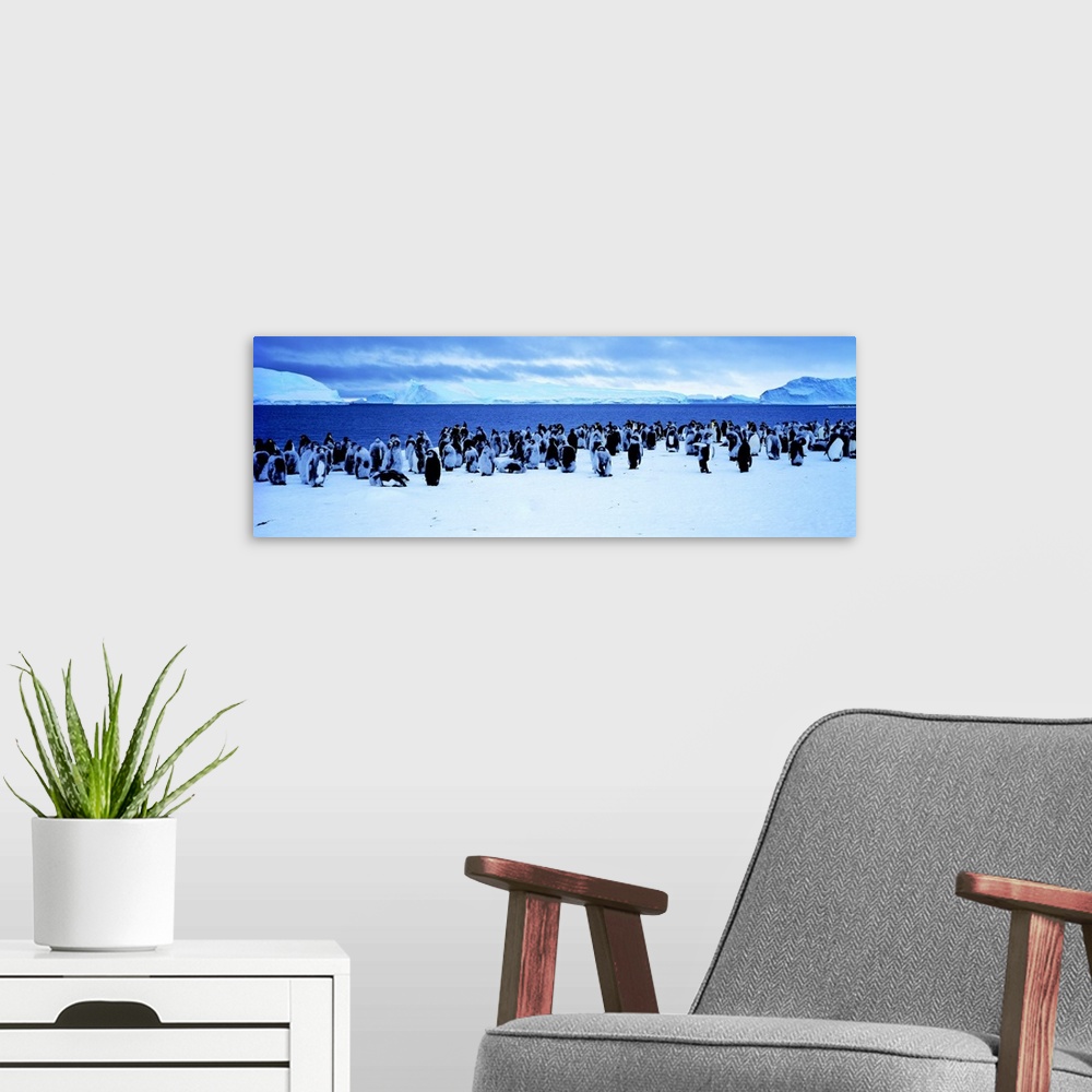 A modern room featuring Penguins Cape Darnley Antarctica