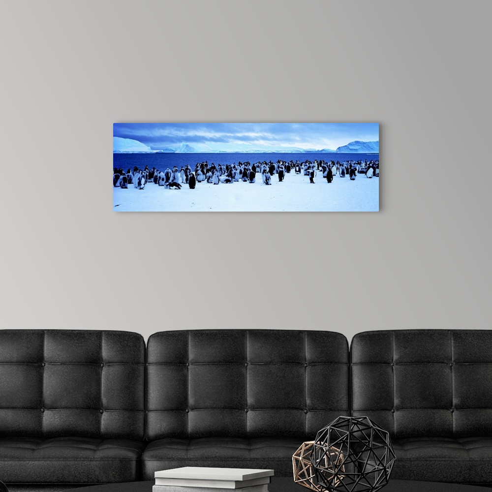 A modern room featuring Penguins Cape Darnley Antarctica
