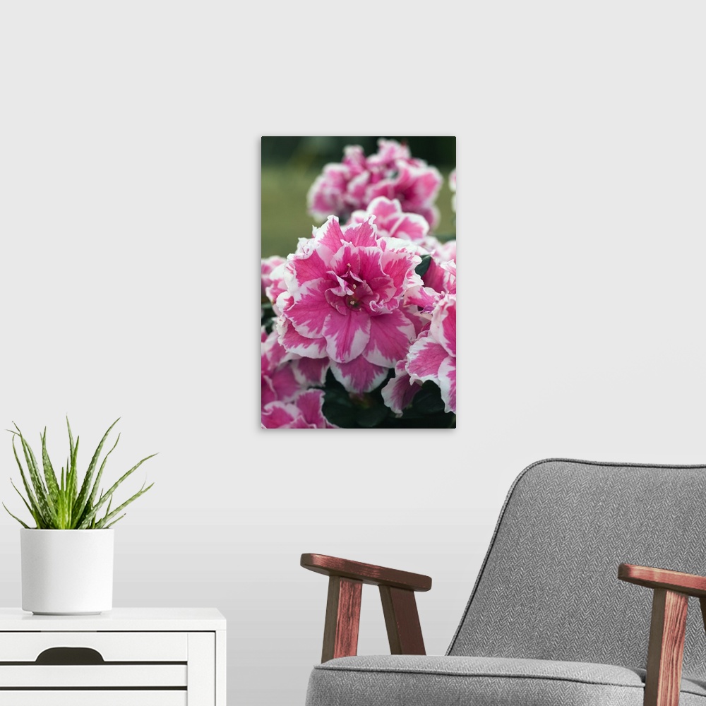 A modern room featuring Peppermint azalea flowers (Rhododendron sp.) in bloom, close up, North Carolina