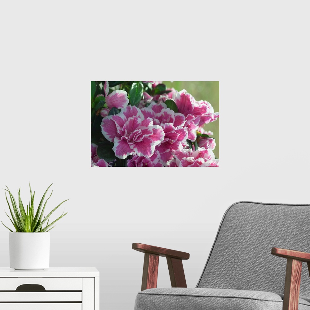 A modern room featuring Peppermint azalea flowers (Rhododendron sp.) in bloom, close up, North Carolina