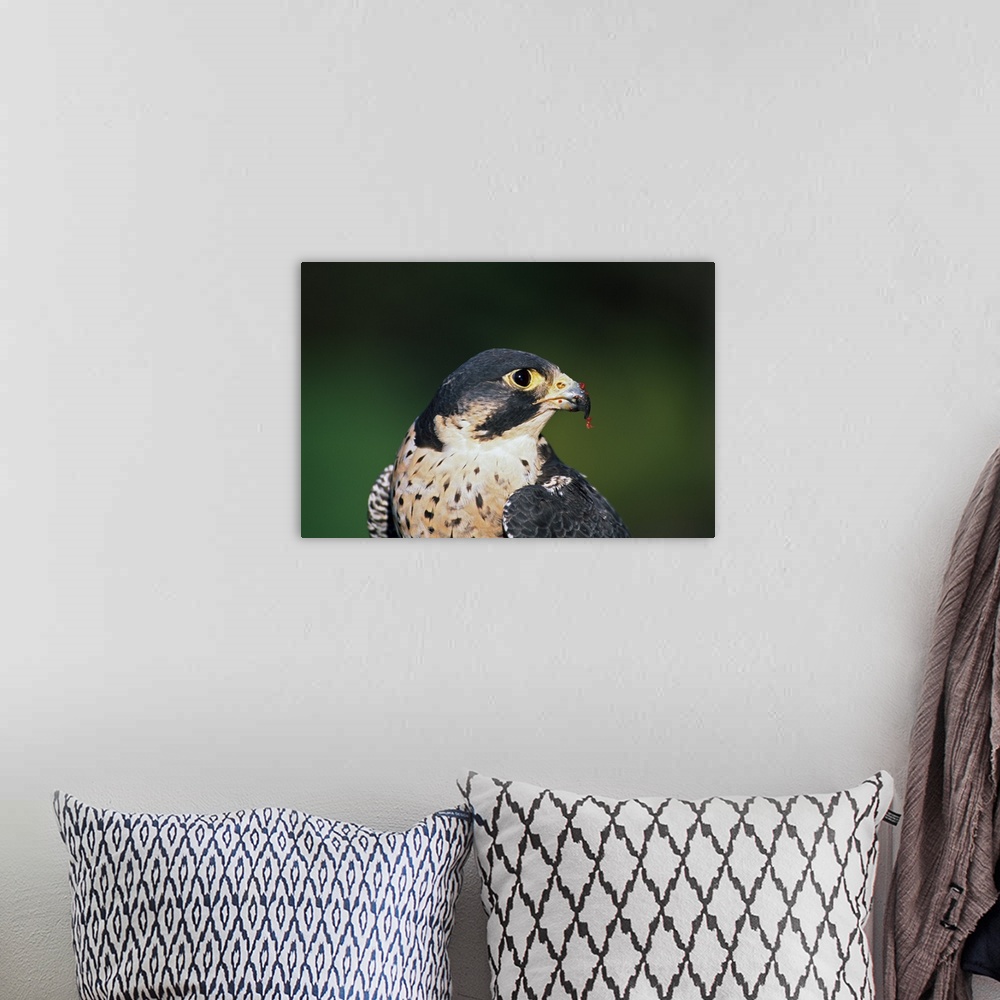 A bohemian room featuring Peregrine falcon with meat from recent kill on beak, portrait profile.