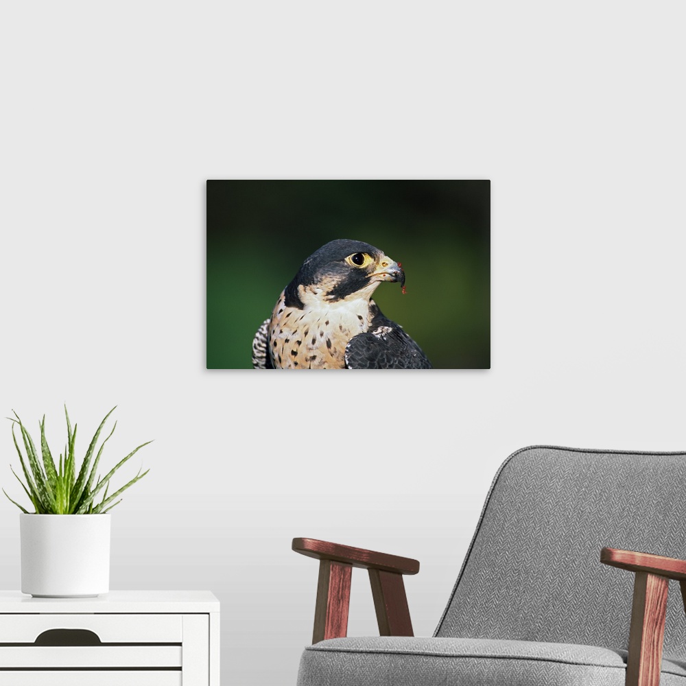 A modern room featuring Peregrine falcon with meat from recent kill on beak, portrait profile.