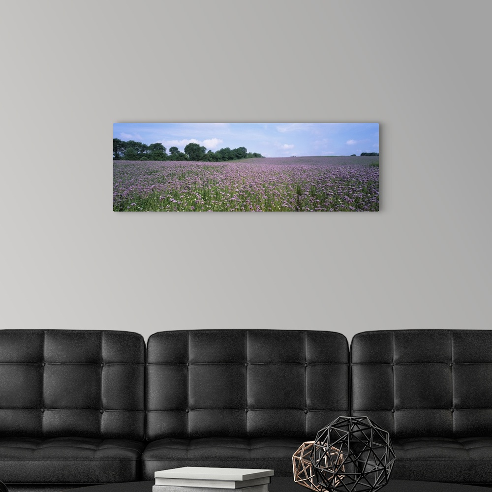 A modern room featuring Phacelia flowers in a field, Germany