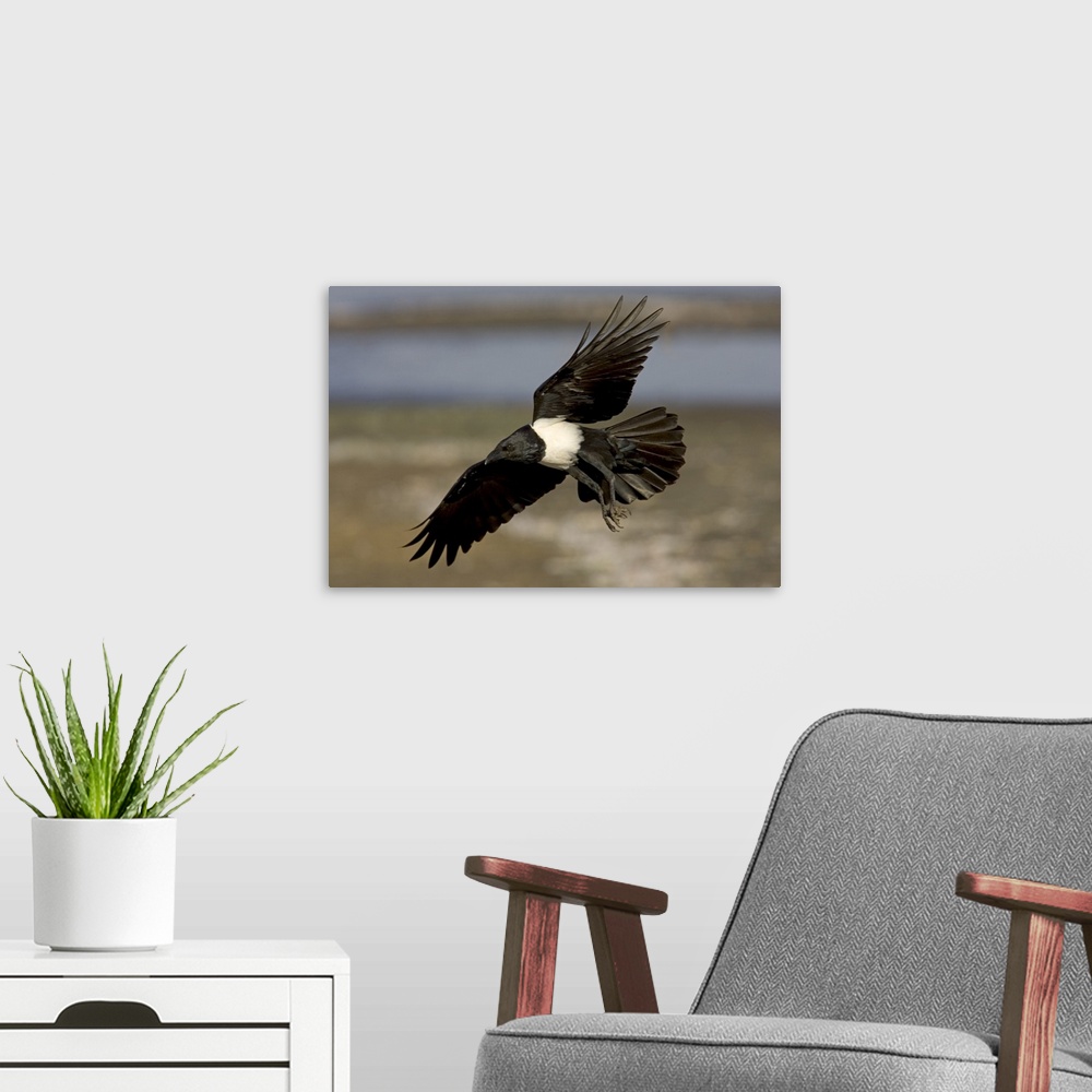 A modern room featuring Pied Crow