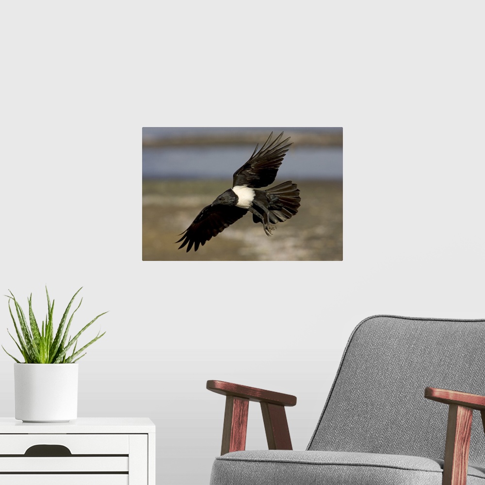 A modern room featuring Pied Crow