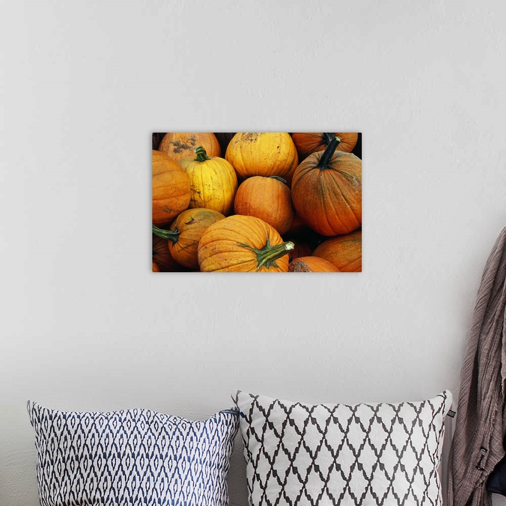A bohemian room featuring Pile of harvested pumpkins, close up.