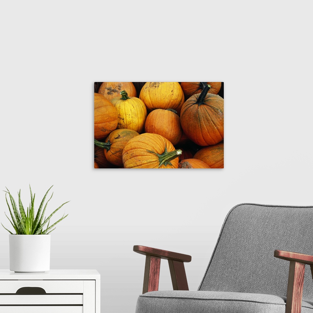 A modern room featuring Pile of harvested pumpkins, close up.