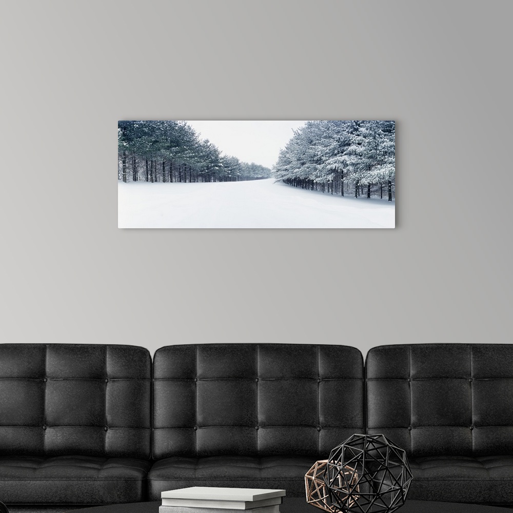 A modern room featuring Pine treelined road covered with snow, Illinois