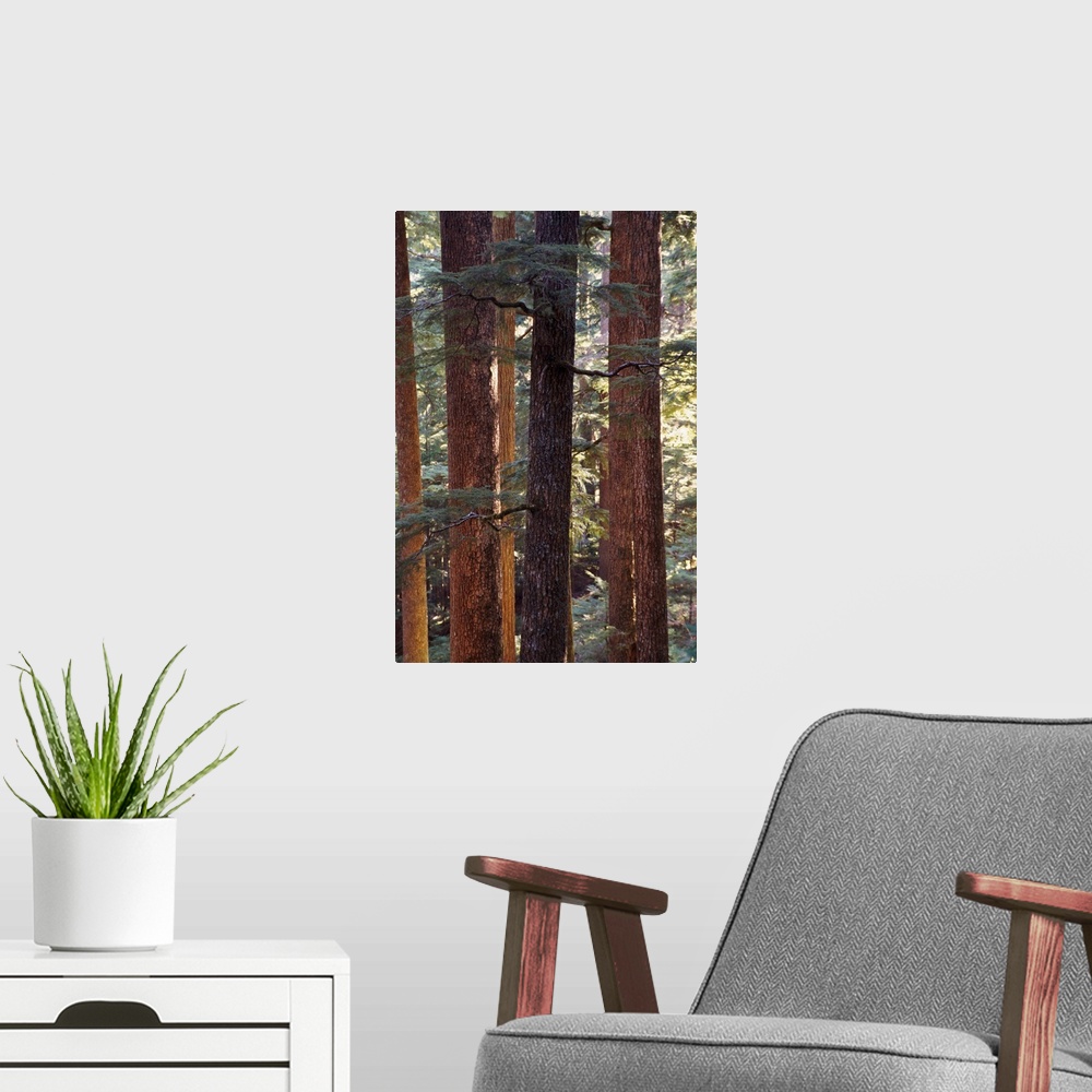 A modern room featuring Pine Trees