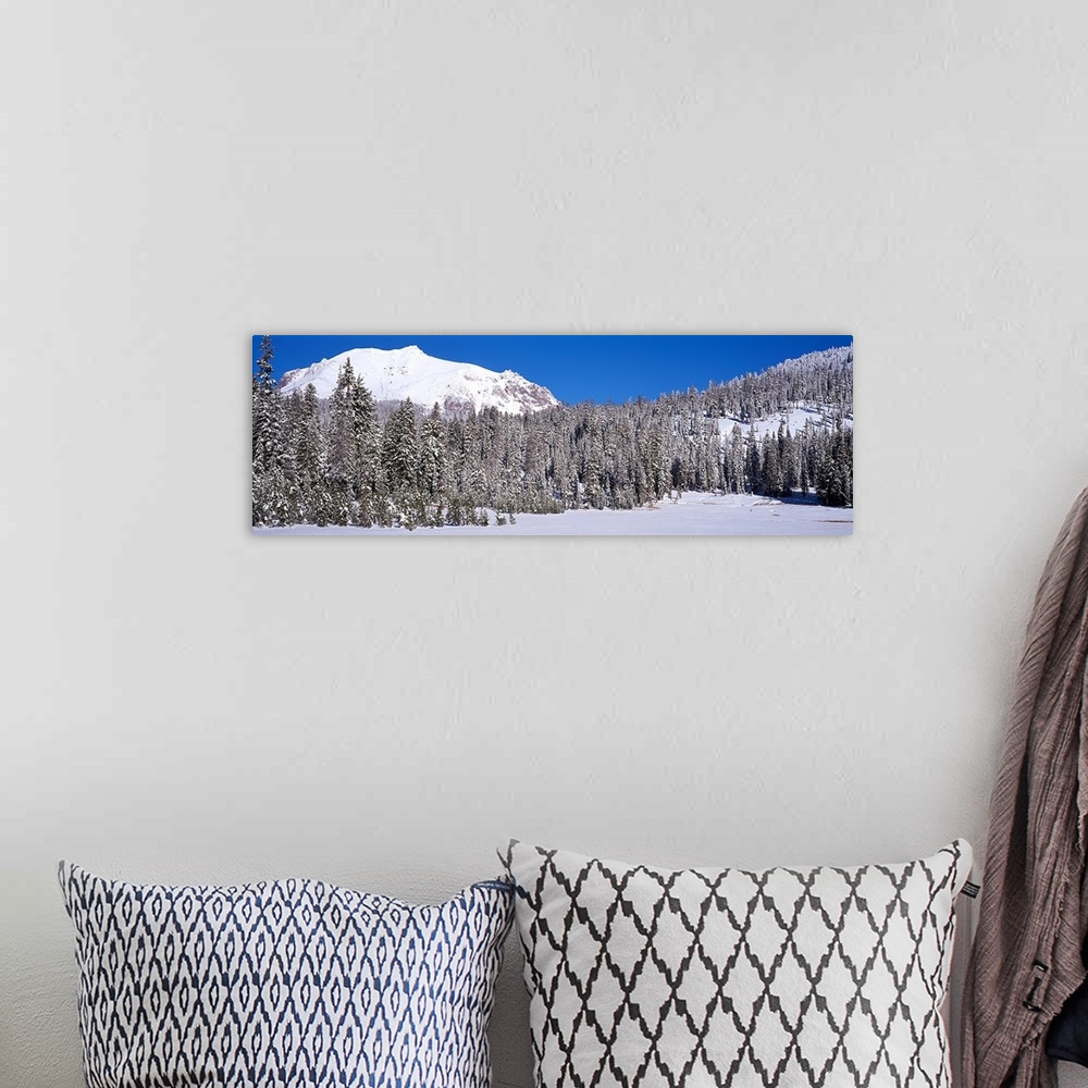 A bohemian room featuring Pine trees in a national park, Lassen Volcanic National Park, California,
