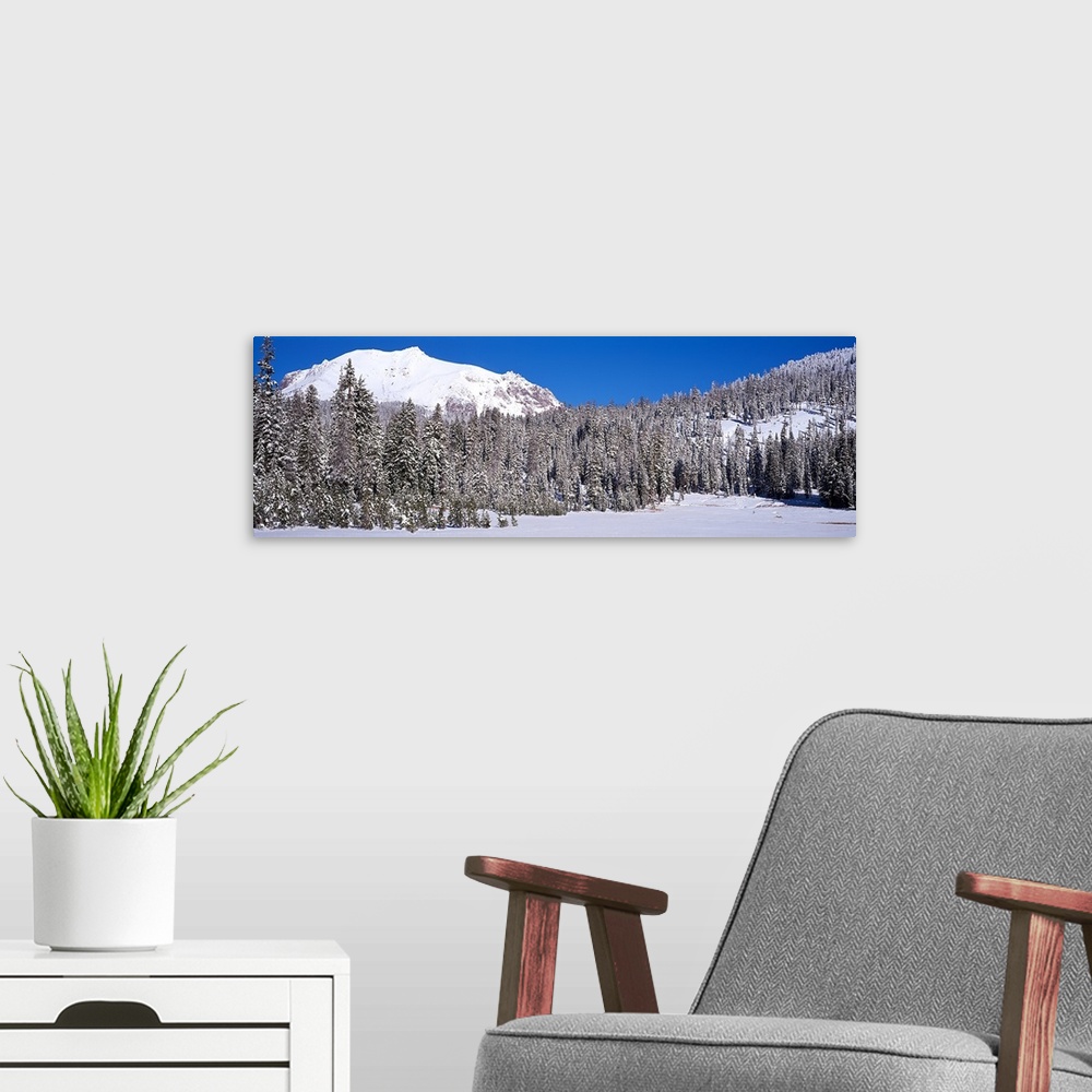 A modern room featuring Pine trees in a national park, Lassen Volcanic National Park, California,