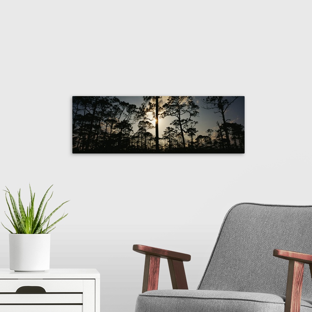 A modern room featuring Pine trees in the forest, Jonathan Dickinson State Park, Vero Beach, Martin County, Florida