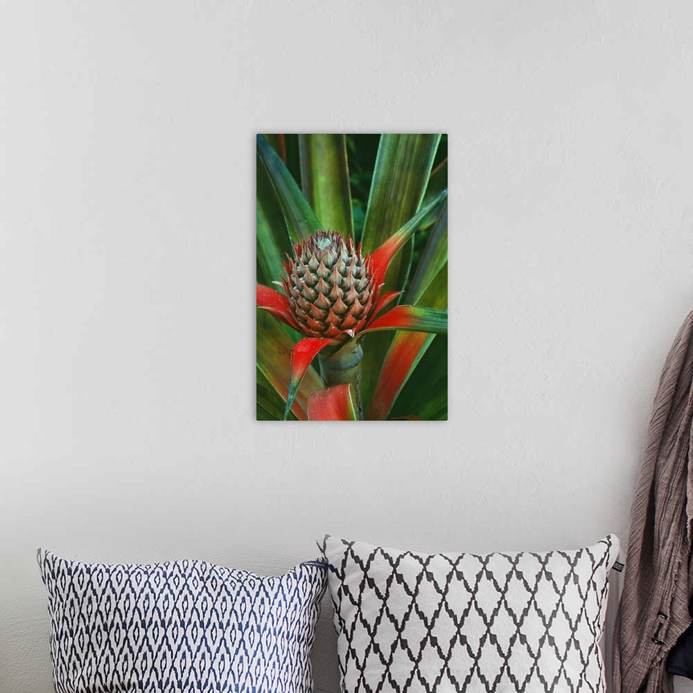 A bohemian room featuring Pineapple plant with fruit, close up, Costa Rica.